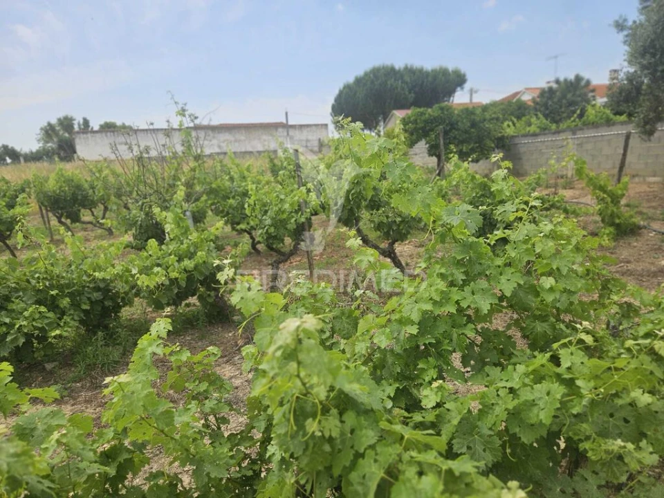 Terreno para Venda em Além da Ribeira e Pedreira Foto 11