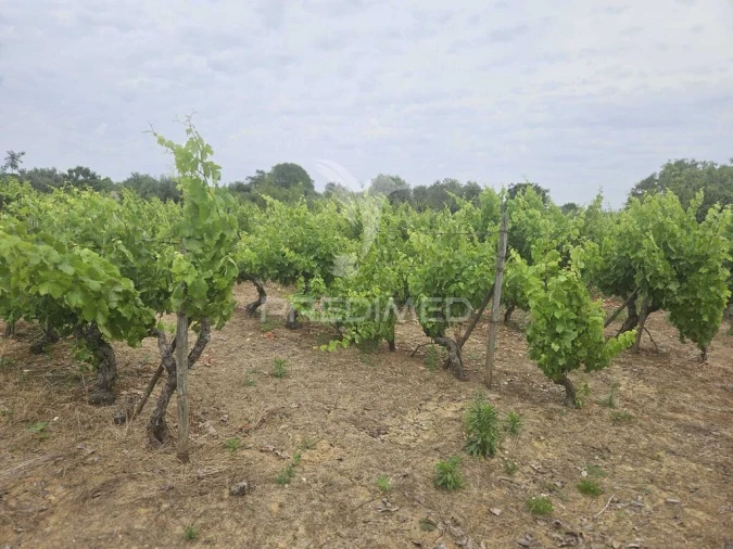 Terreno para Venda em Além da Ribeira e Pedreira Foto 17