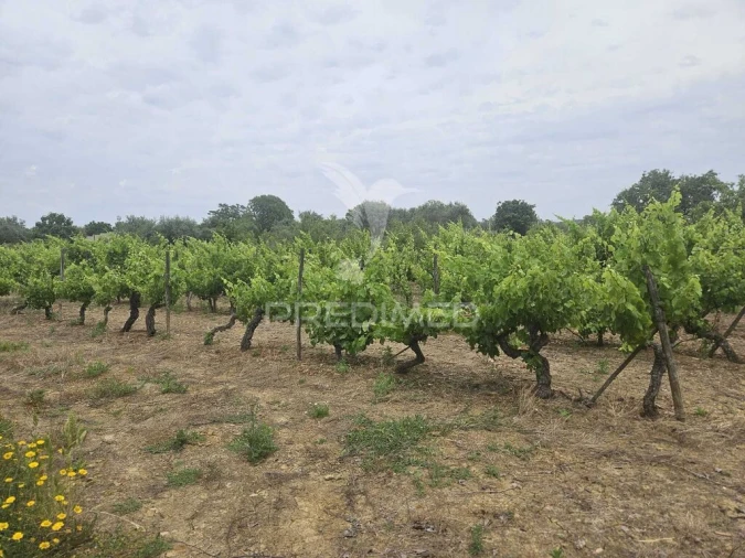 Terreno para Venda em Além da Ribeira e Pedreira Foto 16