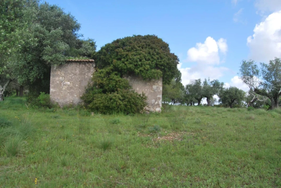 Terreno para Venda em Torres Novas (São Pedro), Lapas e Ribeira Branca Foto 1