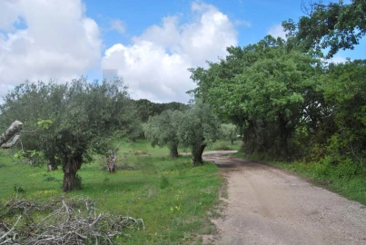 Terreno para Venda em Torres Novas (São Pedro), Lapas e Ribeira Branca