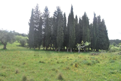 Terreno para Venda em Torres Novas (São Pedro), Lapas e Ribeira Branca