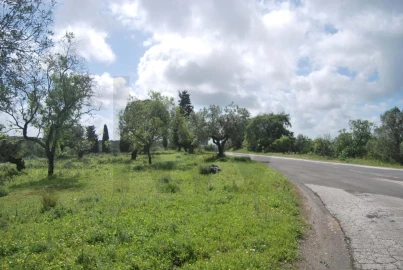 Terreno para Venda em Torres Novas (São Pedro), Lapas e Ribeira Branca