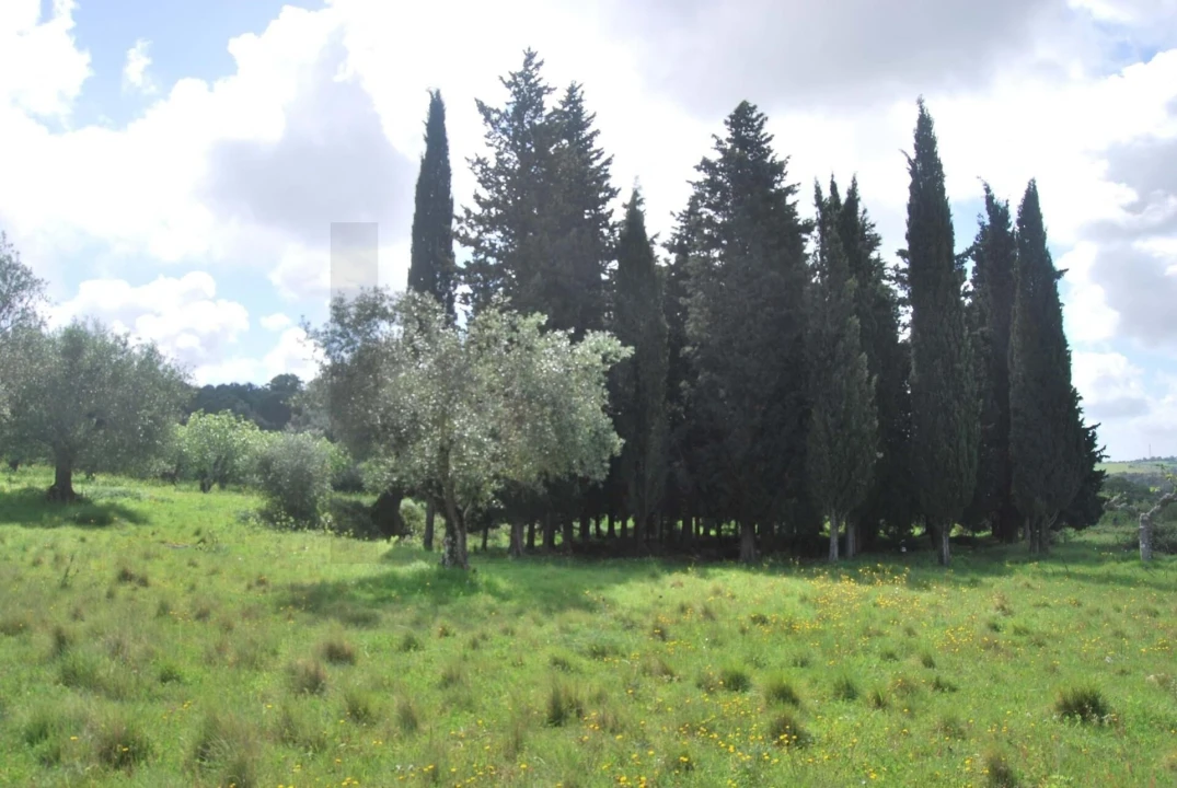 Terreno para Venda em Torres Novas (São Pedro), Lapas e Ribeira Branca Foto 3