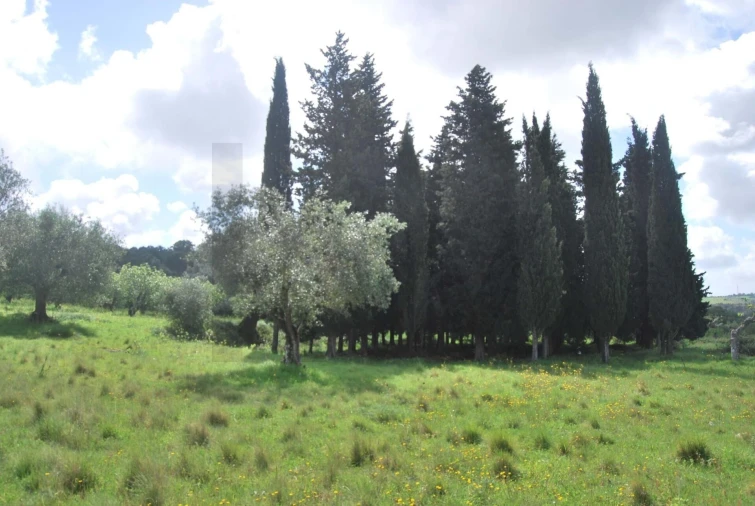 Terreno para Venda em Torres Novas (São Pedro), Lapas e Ribeira Branca Foto 3
