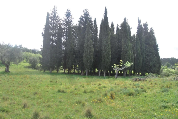 Terreno para Venda em Torres Novas (São Pedro), Lapas e Ribeira Branca Foto 2