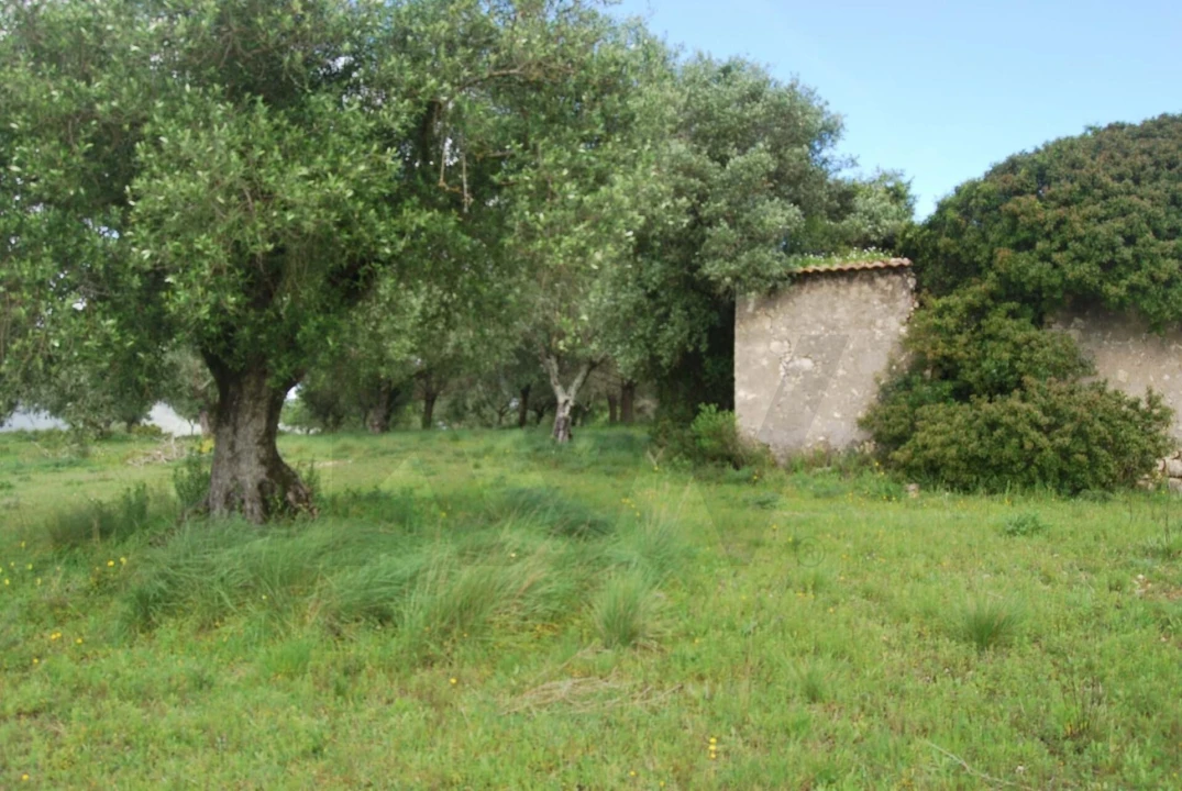 Terreno para Venda em Torres Novas (São Pedro), Lapas e Ribeira Branca Foto 9