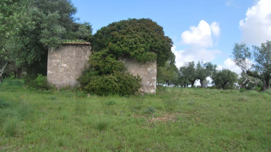 Terreno para Venda em Torres Novas (São Pedro), Lapas e Ribeira Branca