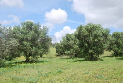Terreno para Venda em Pedrogão