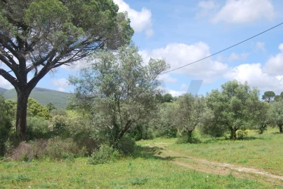 Terreno para Venda em Pedrogão