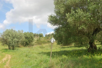 Terreno para Venda em Pedrogão