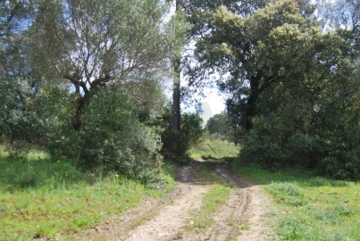 Terreno para Venda em Pedrogão
