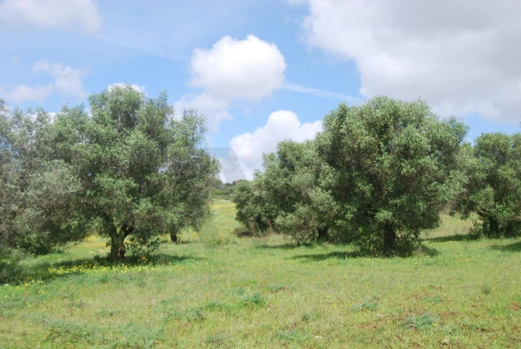 Terreno para Venda em Pedrogão Foto 3