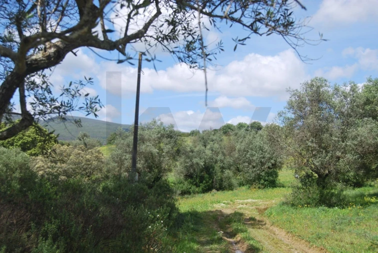 Terreno para Venda em Pedrogão Foto 4