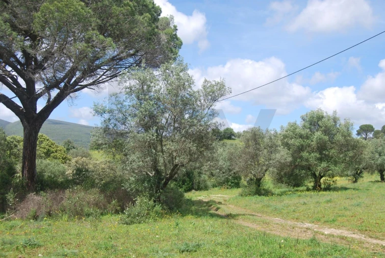 Terreno para Venda em Pedrogão Foto 5