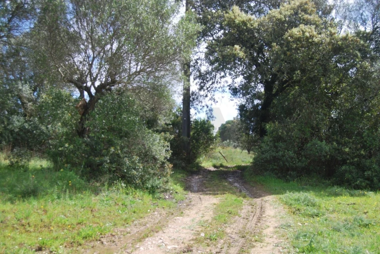 Terreno para Venda em Pedrogão Foto 2