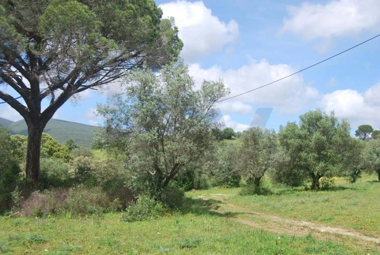 Terreno para Venda em Pedrogão Foto 7