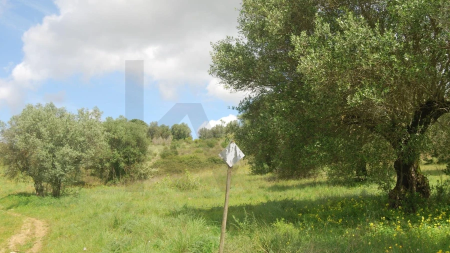 Terreno para Venda em Pedrogão
