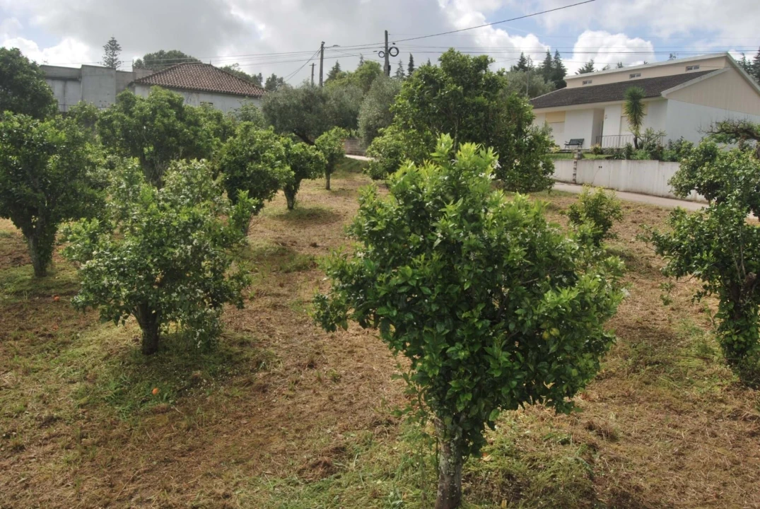 Terreno para Venda em Pedrogão Foto 1