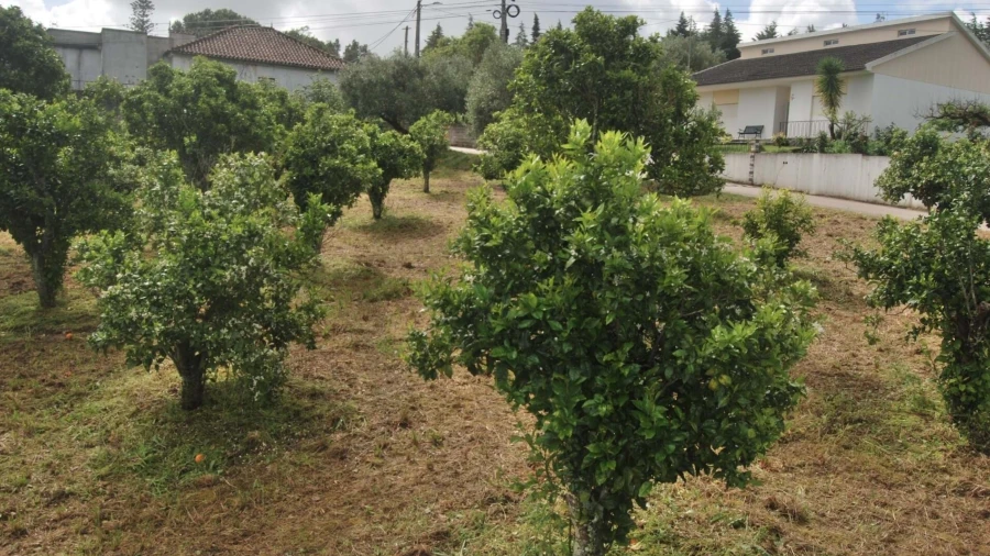 Terreno para Venda em Pedrogão