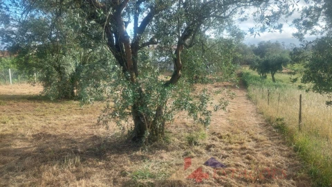Terreno para Venda em Meirinhas