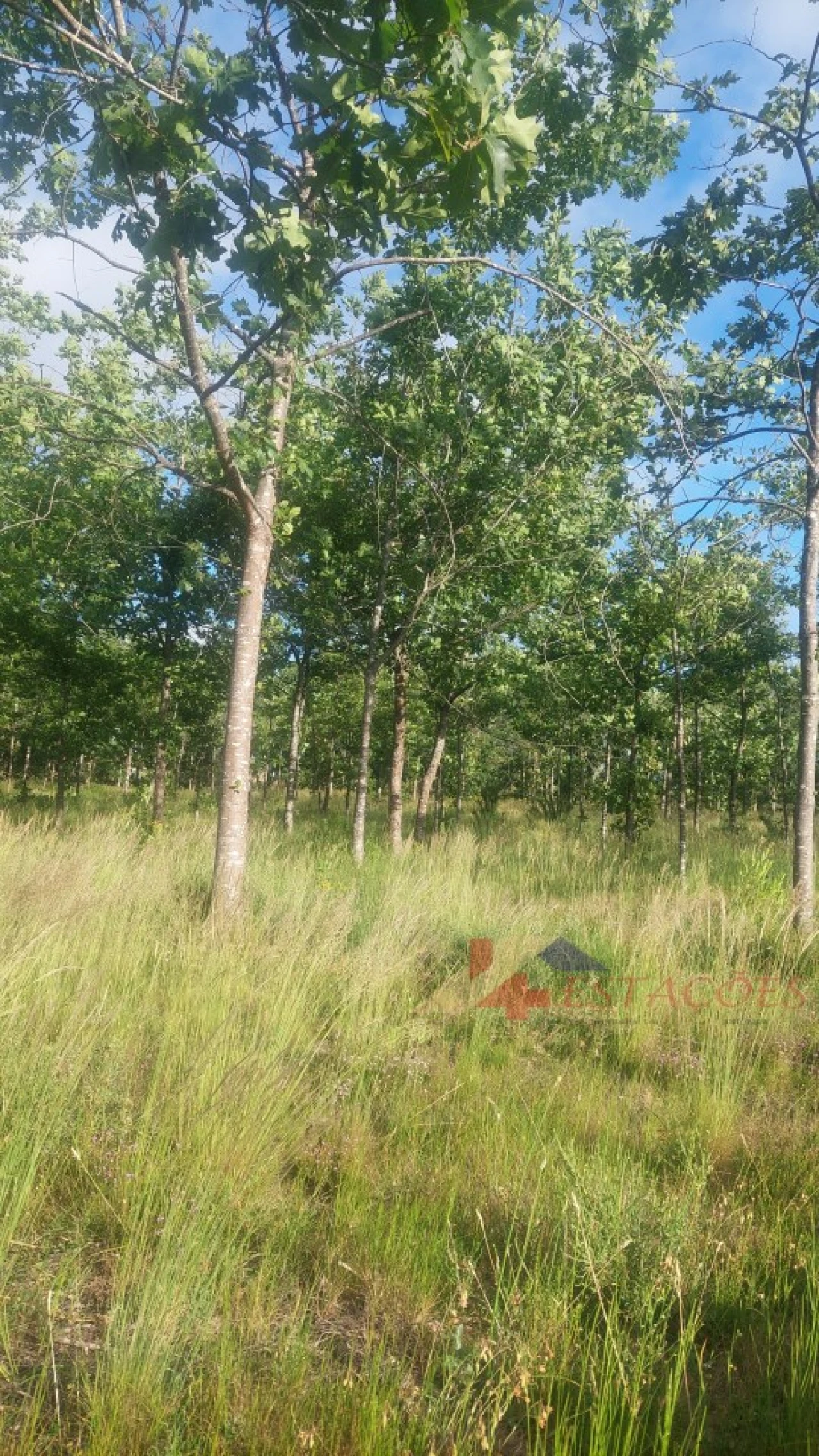 Terreno para Venda em Meirinhas Foto 2