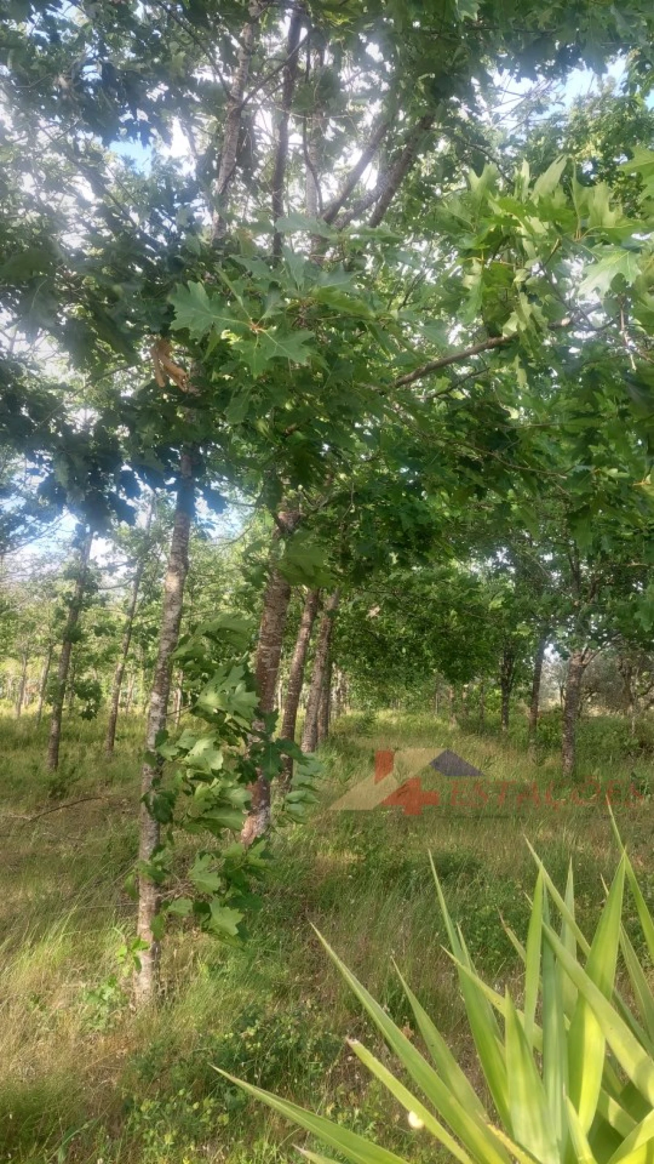 Terreno para Venda em Meirinhas Foto 6