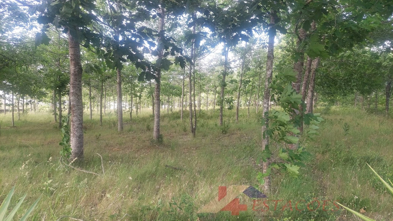 Terreno para Venda em Meirinhas Foto 7