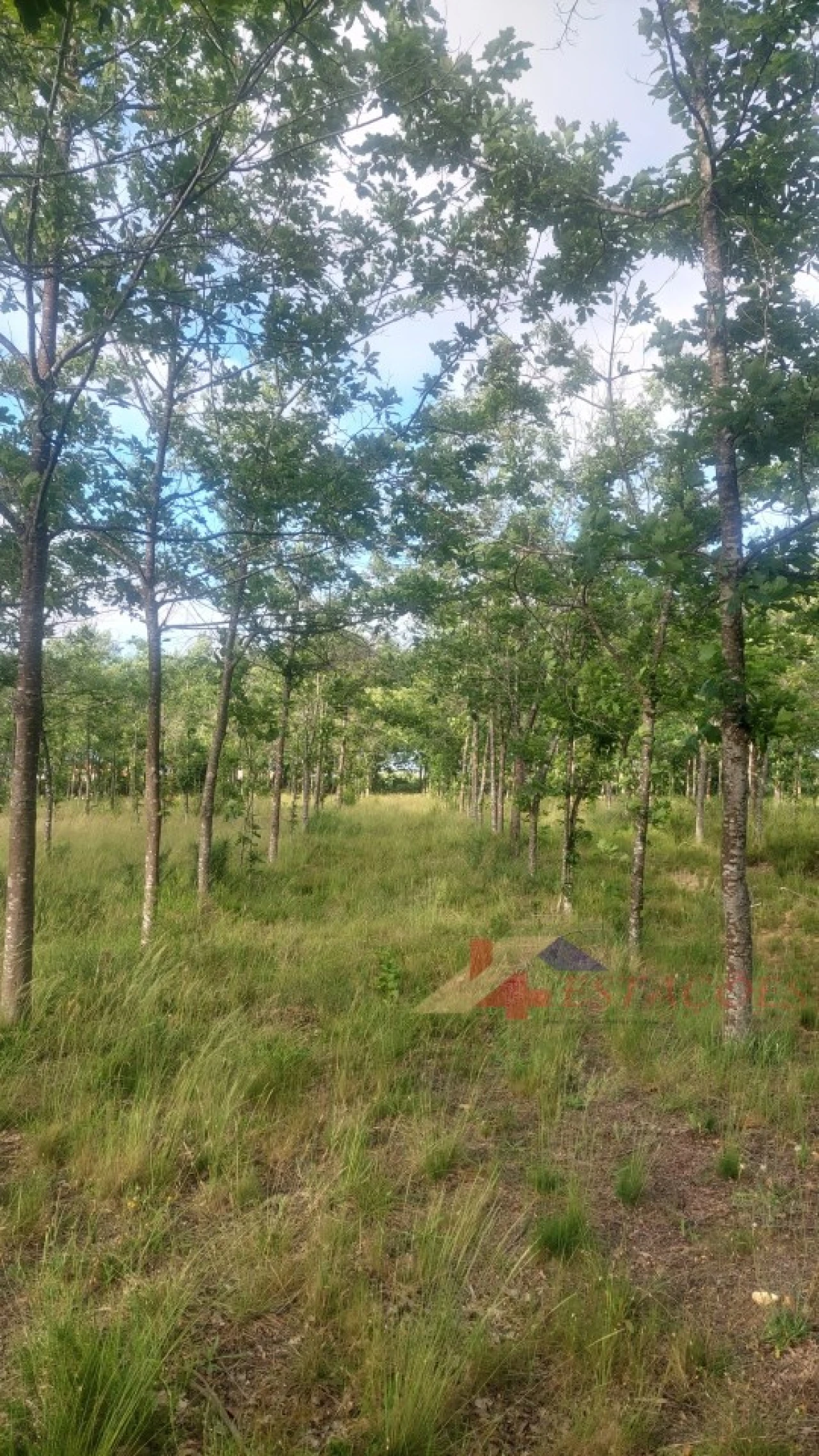 Terreno para Venda em Meirinhas Foto 9