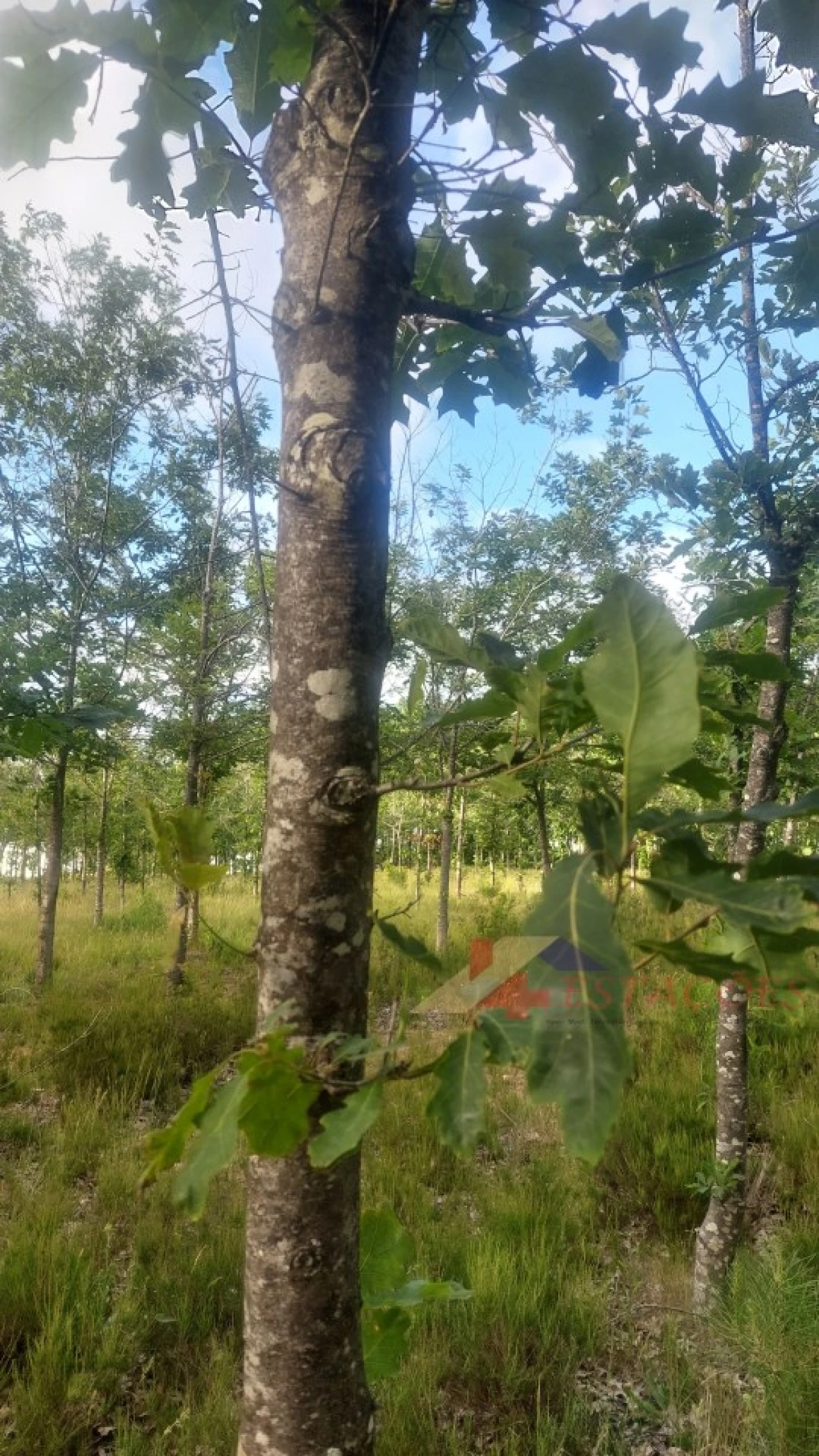 Terreno para Venda em Meirinhas Foto 12