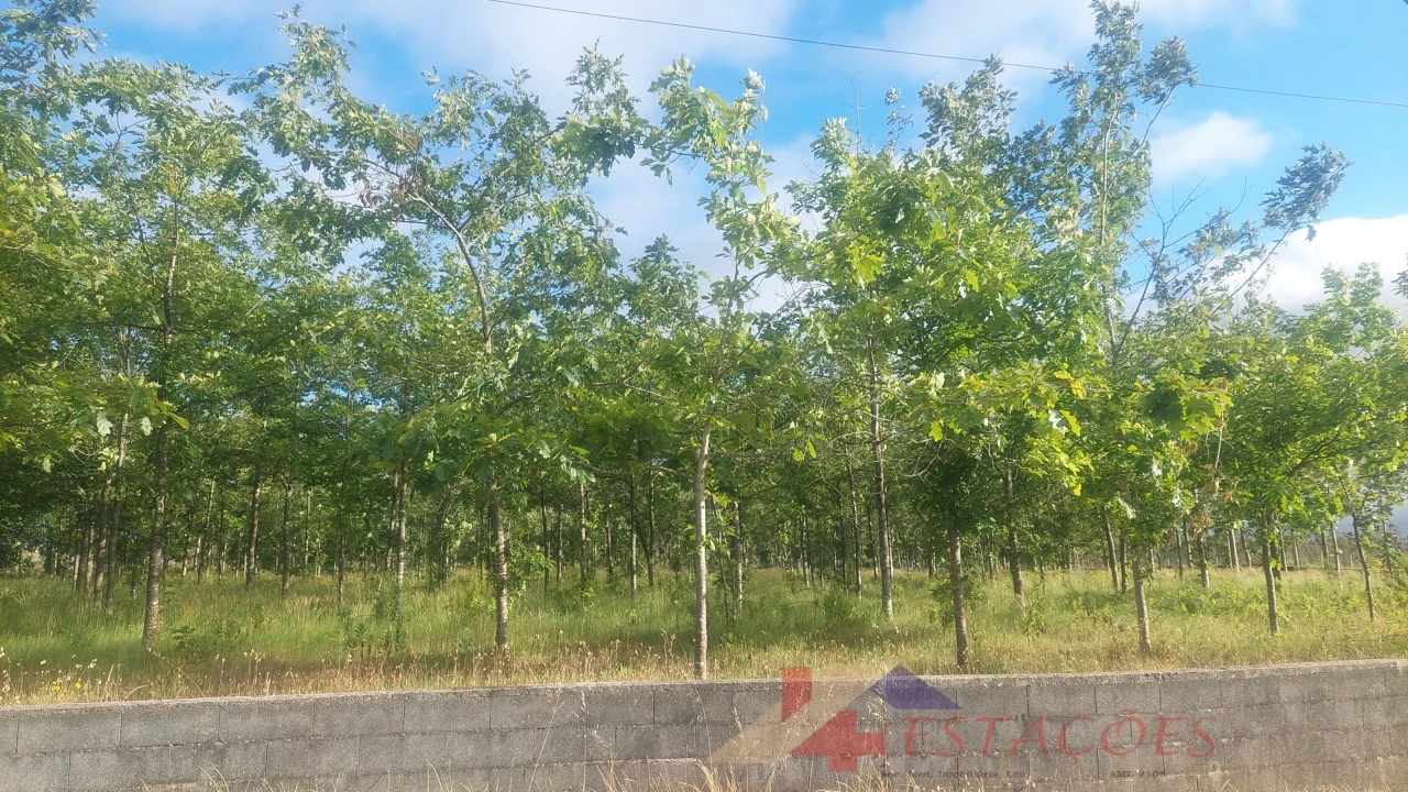 Terreno para Venda em Meirinhas Foto 13