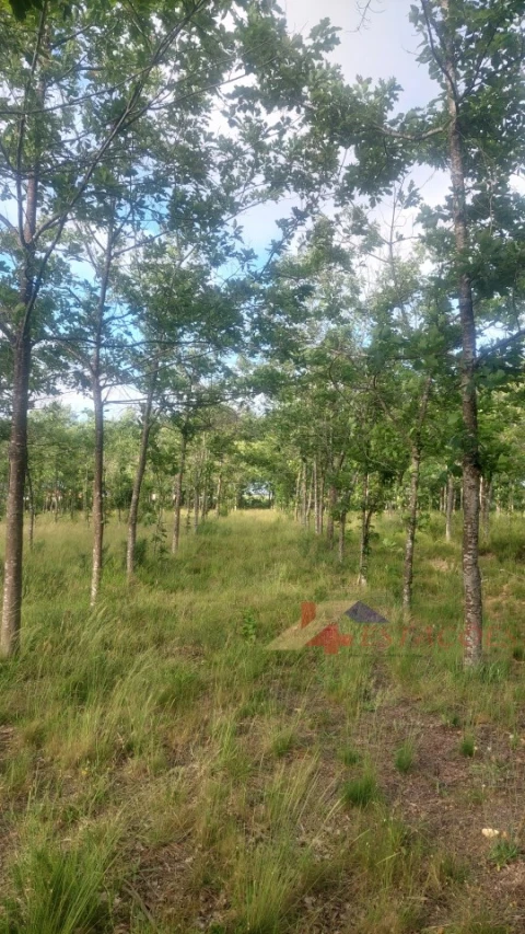 Terreno para Venda em Meirinhas