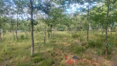 Terreno para Venda em Meirinhas