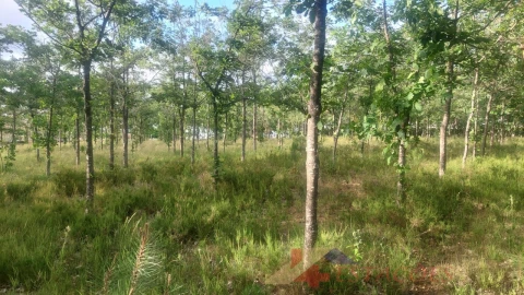 Terreno para Venda em Meirinhas