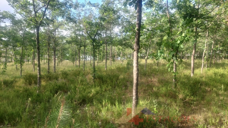 Terreno para Venda em Meirinhas Foto 11