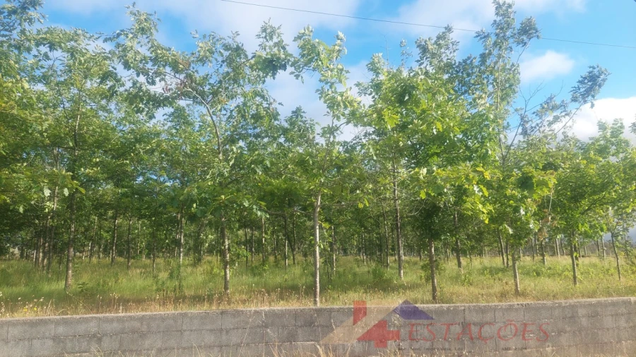 Terreno para Venda em Meirinhas Foto 13