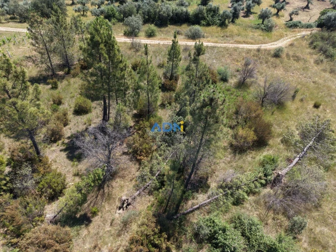 Terreno para Venda em Freixial e Juncal do Campo Foto 6