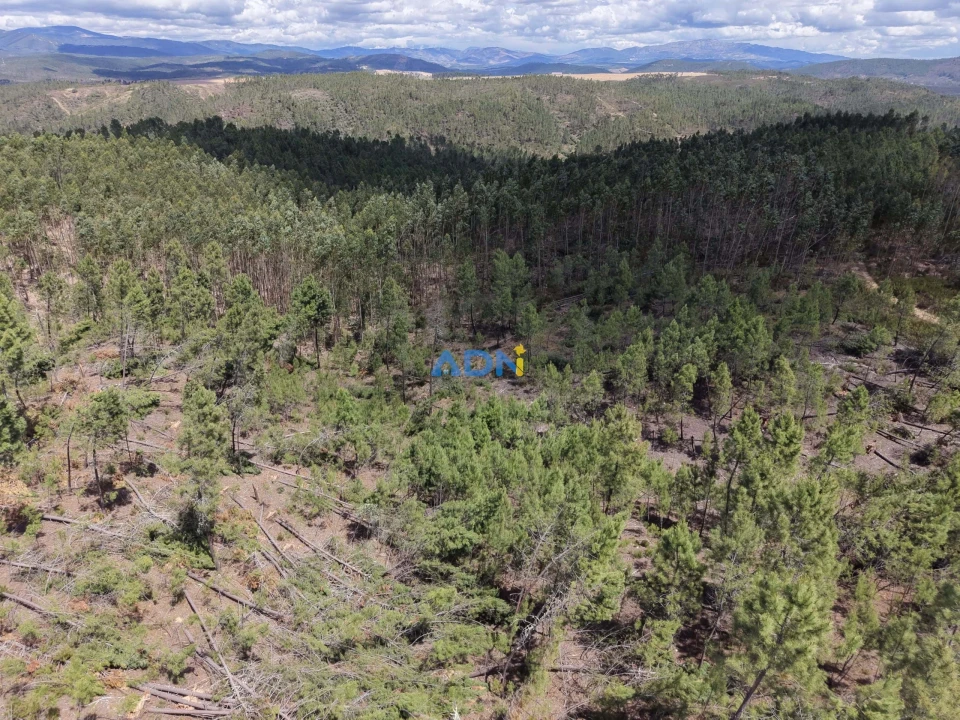 Terreno para Venda em Freixial e Juncal do Campo Foto 23