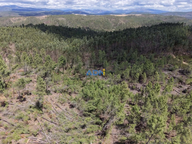 Terreno para Venda em Freixial e Juncal do Campo Foto 23
