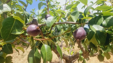 Moradia T4 para Venda em Sobreira Formosa e Alvito da Beira