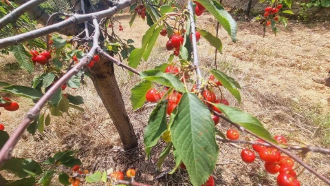 Moradia T4 para Venda em Sobreira Formosa e Alvito da Beira