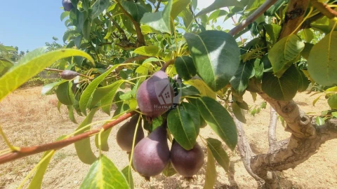 Moradia T4 para Venda em Sobreira Formosa e Alvito da Beira