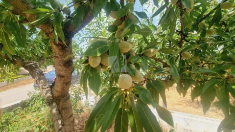 Moradia T4 para Venda em Sobreira Formosa e Alvito da Beira