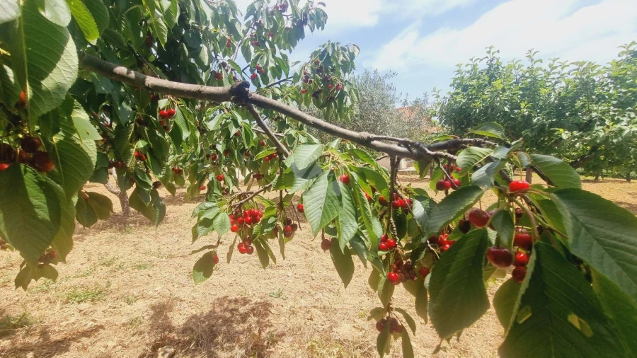 Moradia T4 para Venda em Sobreira Formosa e Alvito da Beira Foto 65