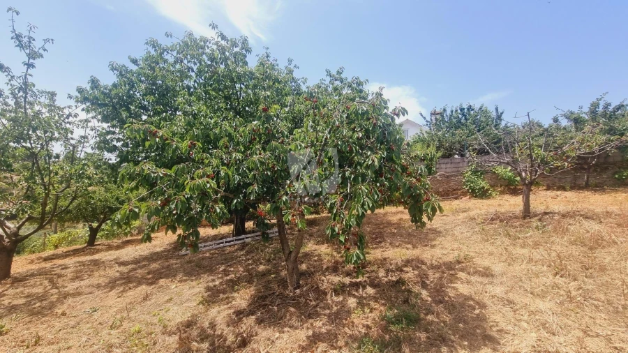 Moradia T4 para Venda em Sobreira Formosa e Alvito da Beira Foto 68