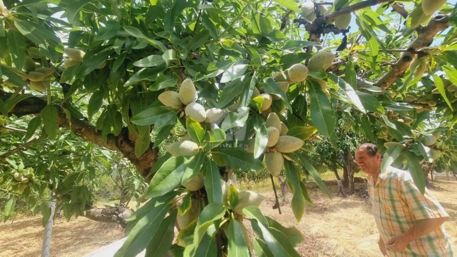 Moradia T4 para Venda em Sobreira Formosa e Alvito da Beira Foto 71
