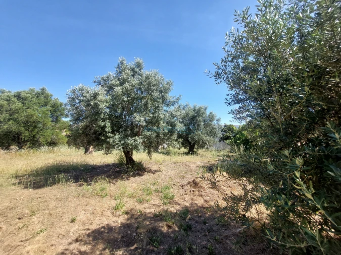 Terreno para Venda em Santa Barbara de Nexe Foto 11