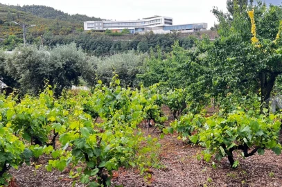 Terreno para Venda em Pampilhosa da Serra