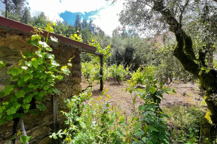 Terreno para Venda em Pampilhosa da Serra Foto 5