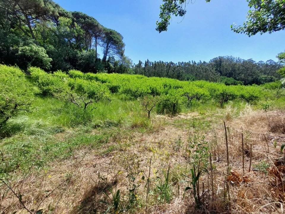 Terreno para Venda em A dos Negros Foto 15